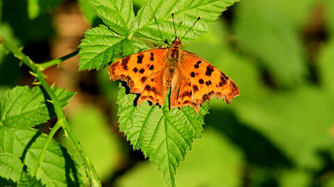 Die Flatterulme ist auch eine wichtige Nahrungsgrundlage für den C-Falter.  Ein C-Falter