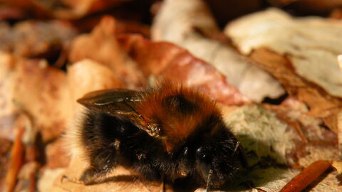 Eines der Erfolg versprechendsten Instrumente für den Hummelschutz ist ein ausreichendes Nahrungsangebot durch verschiedene Pflanzen und Bäume, besonders auch der Flatterulme. Hummel