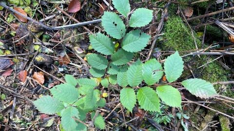 Gepflanzte Ulme Gepflanzte Ulme