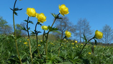 Trollblumen  Trollblumen