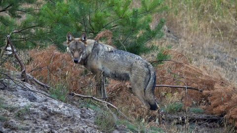 Wilder Wolf Wilder Wolf