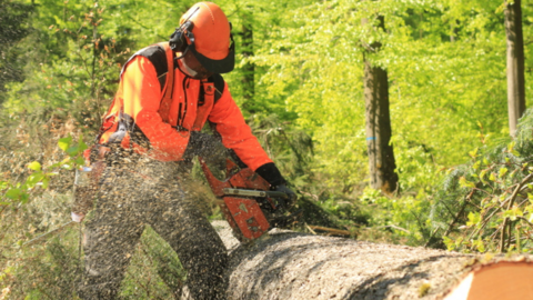 Forstwirt Forstwirt sägt an einem Stamm