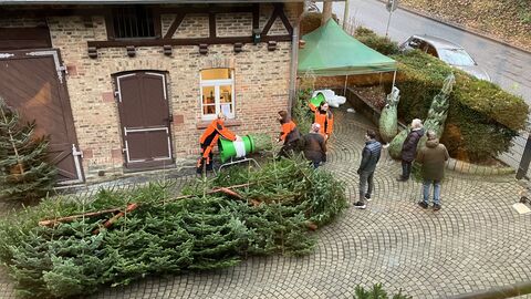 Weihnachtsbaumverkauf am Forstamt Königstein 2024 Mitarbeiter beim Verkauf der Weihnachtsbäume