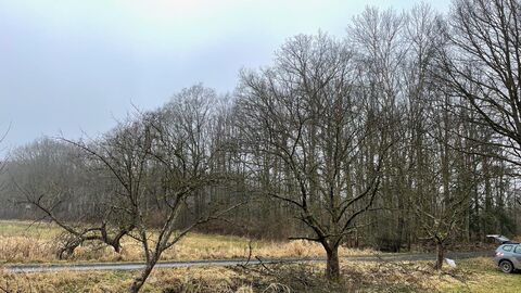 Apfelbaumallee entlang einer Waldwiese in der Revierförsterei Lauterbach. Ampfelbaumallee entlang einer Waldwiese