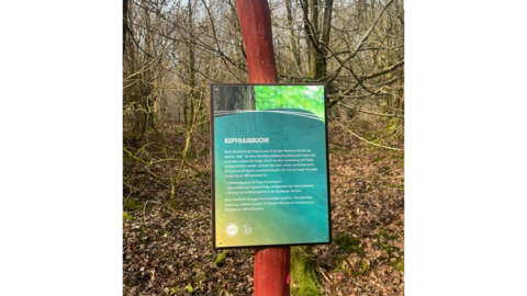 Schild Kopfhainbuchen