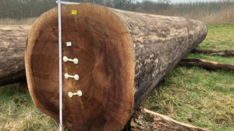 Schwarznuss aus dem Park des Campus Steinstraße: Spitzenstamm mit einem Volumen von 3,65 fm und einem Preis von 3258 €/fm Schwarznussstamm