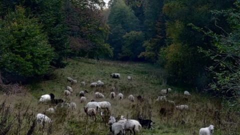 Beweidung durch Schafe und Ziegen Schafe und Ziegen auf einer Waldwiese