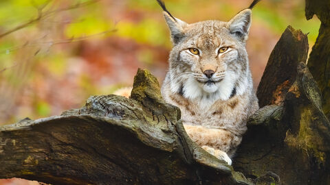 Luchs