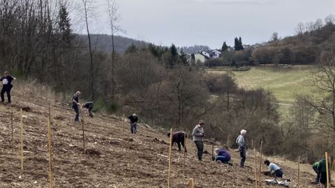 Zukunftswald 3.0 Mehrere Personen stehen auf einer Fläche und pflanzen Bäume