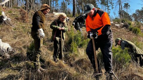 Freiwillige Helfer beim Bepflanzen der Fläche Drei Personen stehen auf der Pflanzfläche und pflanzen ihre Bäume