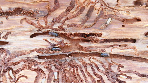 Zu sehen sind Fraßgänge des Borkenkäfers sowie einzelne Käfer