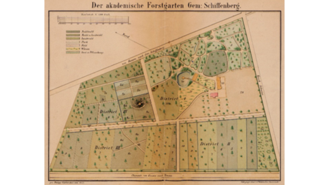 Zu sehen ist eine Karte von 1877 die den Aufbau des akademischen Forstgartens zeigt
