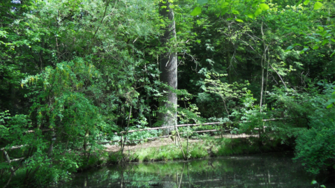 Waldteich zu sehen ist ein Waldteich dahinter steht ein großer Baum