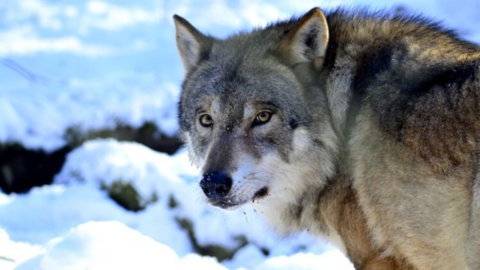 Ein Wolf Auf dem Foto sieht man einen Wolf im Winter