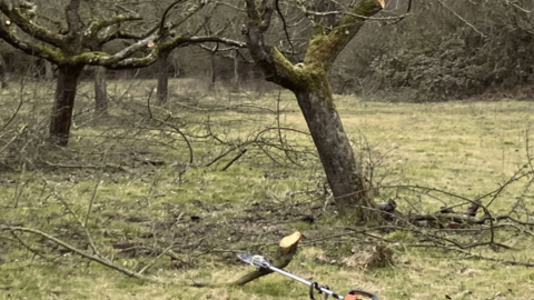 Auf dem Foto sieht man beschnittene Obstbäume 