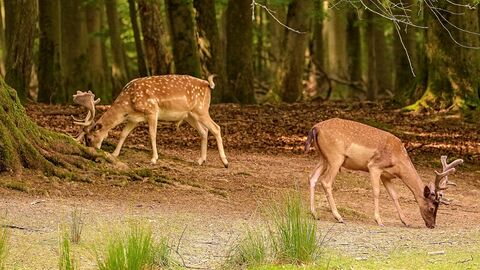 Damhirsche Auf dem Bild sieht man zwei Damhirsche die fressen