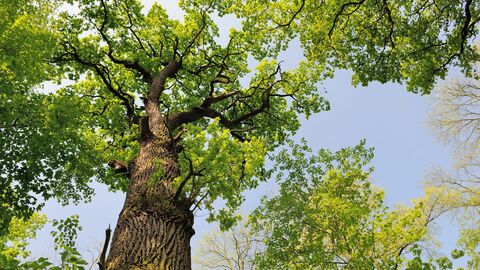 Eiche Auf dem Bild ist eine große Eiche zu sehen.