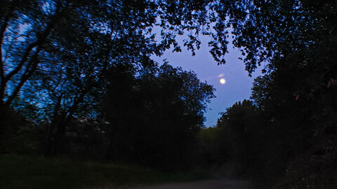 Zu sehen ist ein Wald in der Nacht