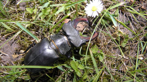 Auf dem anliegenden Bild sehen Sie den Hirschkäfer, der ebenfalls zu den geschützten Arten gehört. 