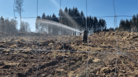 Auf dem Foto sehen sie eine Person auf einer Aufforstungsfläche, welcher die Bäume bewässert