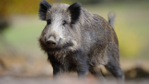 Wildschwein Wildschwein