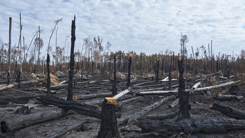 Waldbrand in Dieburg-Münster im Jahr 2022 Auf dem Foto sehen sie einen verbrannten Wald mit abgebrochenen Bäumen