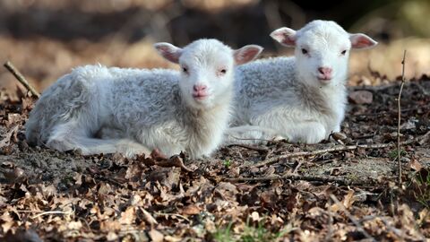 Auf dem Foto sehen sie zwei Schaflämmer