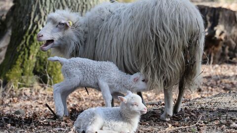 Auf dem Foto sehen sie ein ausgewachsenes Schaf mit ihren zwei Lämmern.