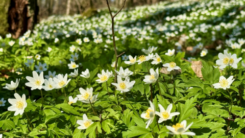 Buschwindröschen  Buschwindröschen