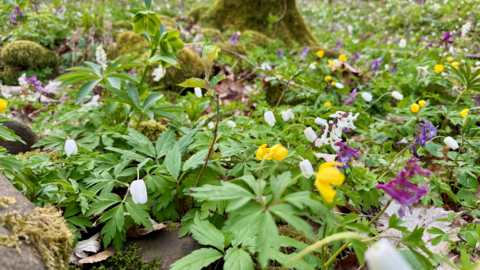 Bunt blühender Frühlingswald Bunt blühender Frühlingswald