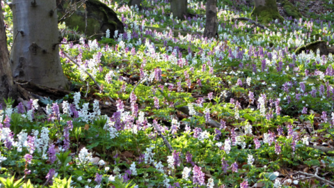 Lerchensporn Lerchensporn