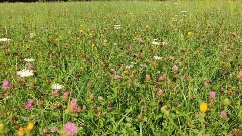 Eine Waldwiese vor einem Waldrand.