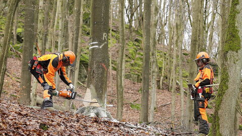 Buchenpflegenutzung mit Motorsäge  und mechanischem Fällkeil. Buchenpflegenutzung mit Motorsäge  und mechanischem Fällkeil.