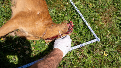 Bild 3: Nach dem theoretischen Teil galt es für die Teilnehmer, selbst Hand anzulegen und zu üben. Man sieht den Arm einer Person, wie sie geschützt mit einem Gummihandschuh eine Probe mittels Tupfer an einem Stück Rehwild entnimmt. Dem Stück fehlt das Haupt.