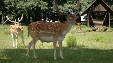 Damschirsch Damschirsch