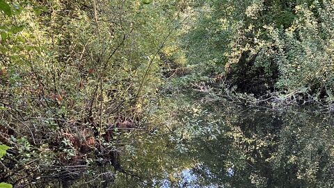 Feuchtbiotop Ein bewachsenes Feuchtbiotop ist zu sehen.