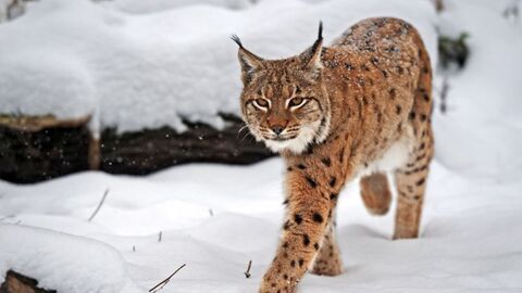 Ein Luchs im Schnee Ein Luchs im Schnee