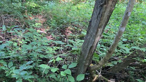 Wildschutzzaun Wildschutzzaun