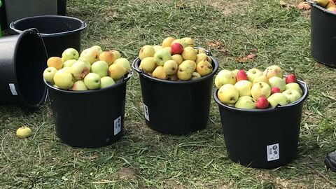 Apfelernte drei gefüllte Äpfelkörbe auf einer Wiese
