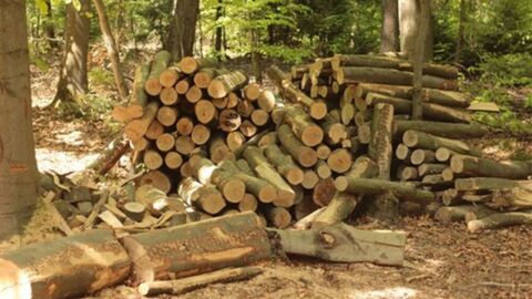 Brennholz im Wald Brennholz im Wald