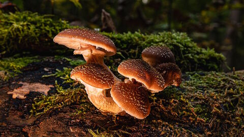 Hallimasch: Speisepilz oder Forstschädling?  Hallimasch Fruchtkörper auf einem Baumstamm mit Moos
