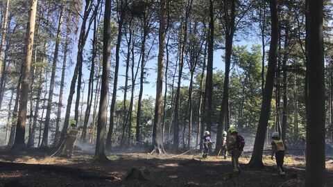 Waldbrand in Königstein im Jahr 2022 Waldbrand in Königstein im Jahr 2022