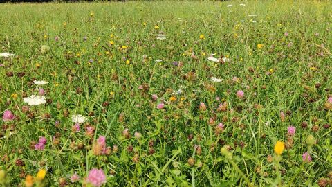 Kräutervielfalt im Arboretum Eine Kräuterwiese vor einem blauen Himmel und Waldrand in der Ferne