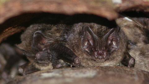 Mopsfledermaus hinter Rinde 