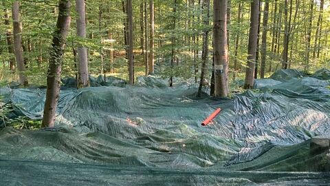 Saatguternte im Ehrenberg Netze zur Saatgutgewinnung sind unter Buchen ausgebreitet.