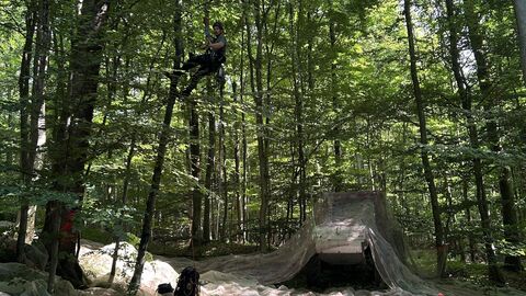 Baumkletterer Schüttelt Kirschen vom Baum Baumkletterer Schüttelt Kirschen vom Baum