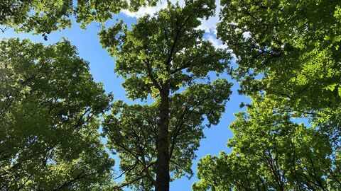 Zugelassener Saatgutbestand Eiche Ein Eichenbestand dessen Kronen sich von unten vor blauem Himmel abzeichnen