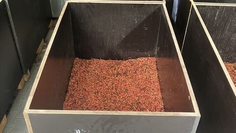 Trocknung des Saatgutes in der Samendarre Verschiedene Behälter mit Saatgut