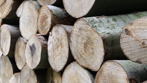 Buchenholz ist ein wichtiger Rohstoff – auch als Brennholz Man sieht die Stirnflächen vieler Buchenholzstämme, die in einem Polter liegen.