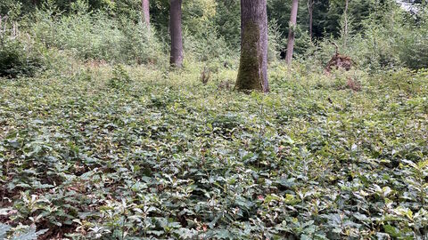 Eichennaturverjüngung am Boden. Im Hintergrund große Bäume.